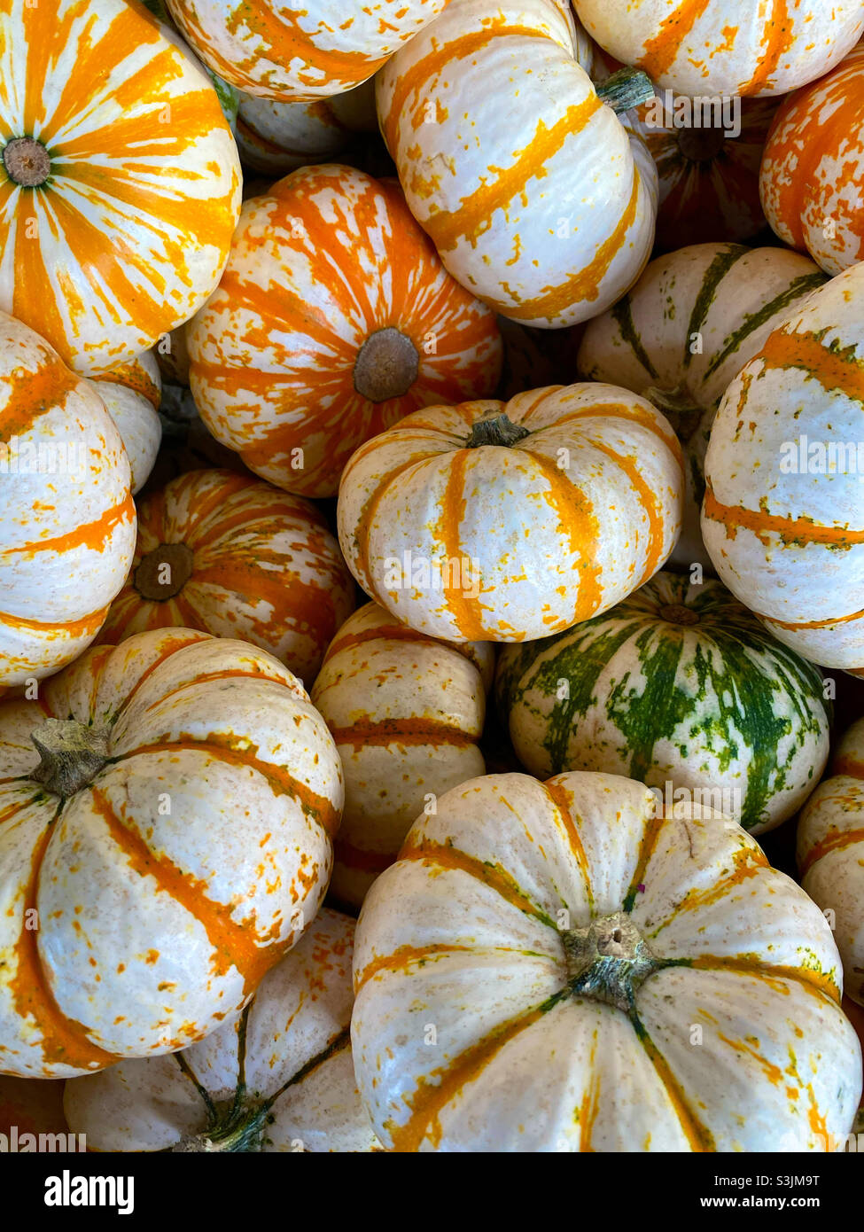 Orange und weiße Herbstkürbisse - Smartphone-aufgenommenes Stockfoto