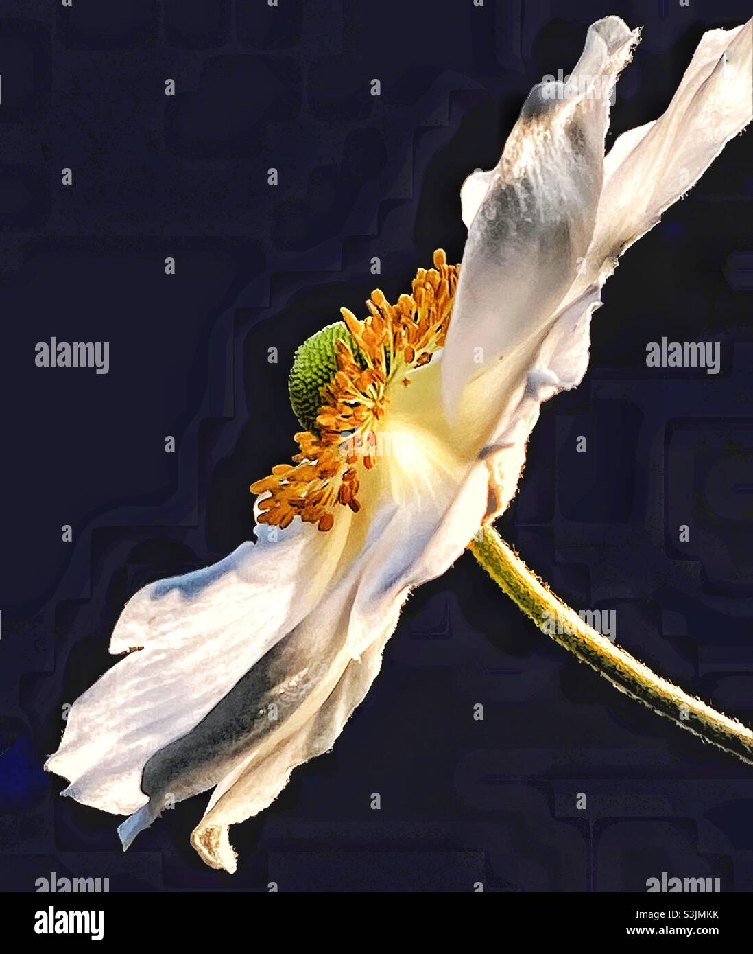 Japanische Anemone Blume. Stockfoto
