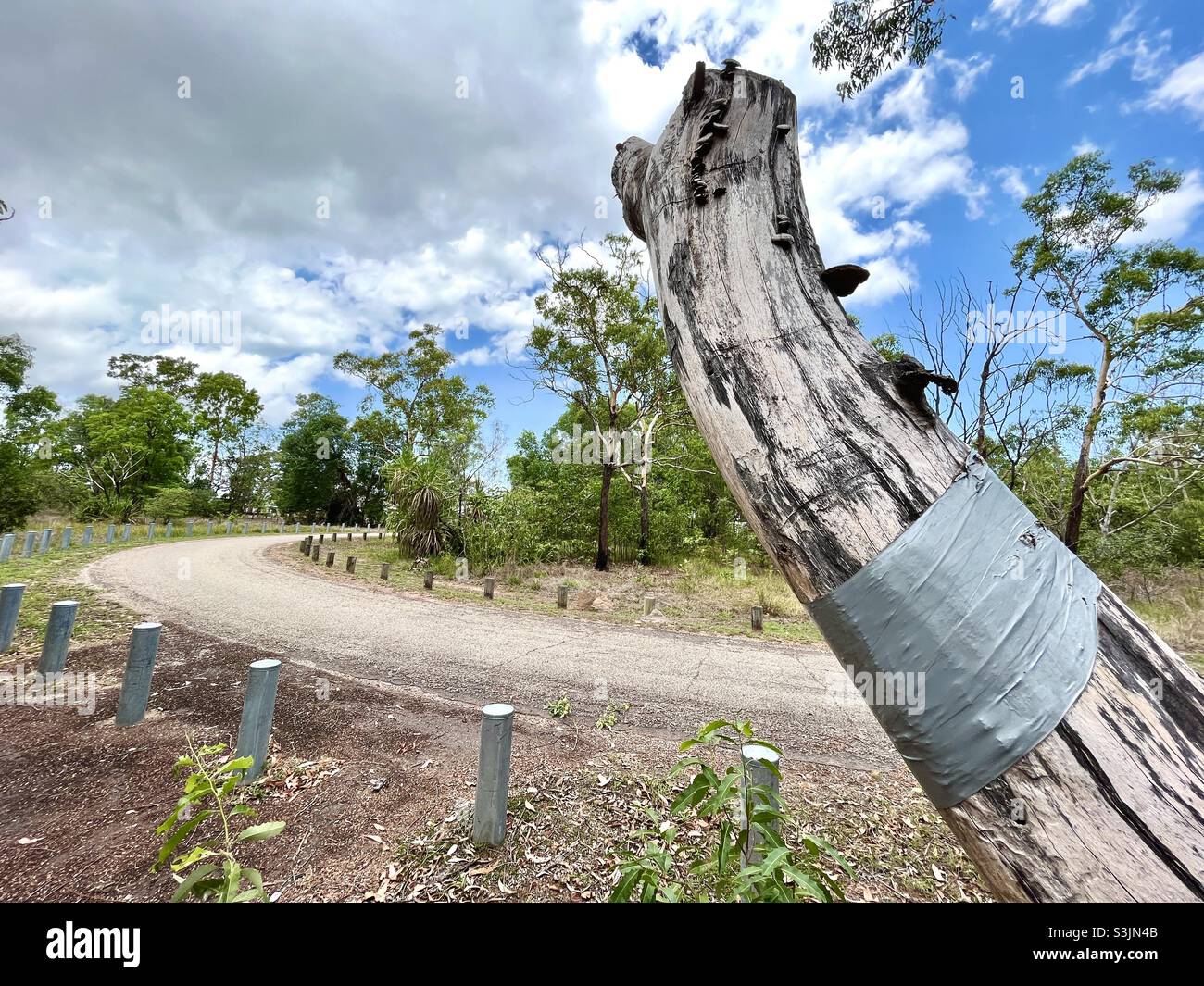 Landstraße in Australien mit abgestorbenen Bäumen, die in Gaffer-Klebeband eingewickelt sind. Stockfoto