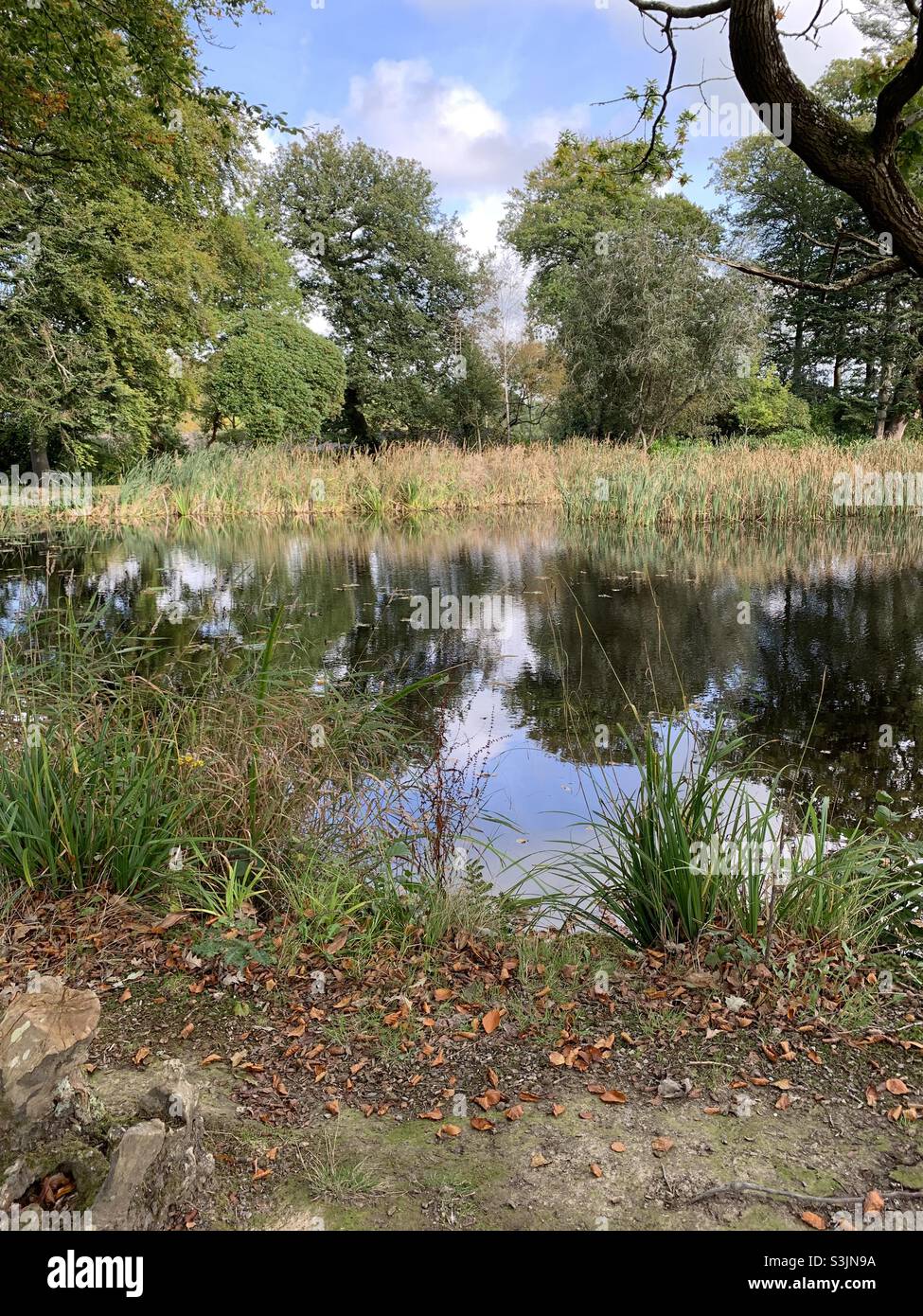 Lake of Reflection am Llanerchearon West Wales, Großbritannien Stockfoto