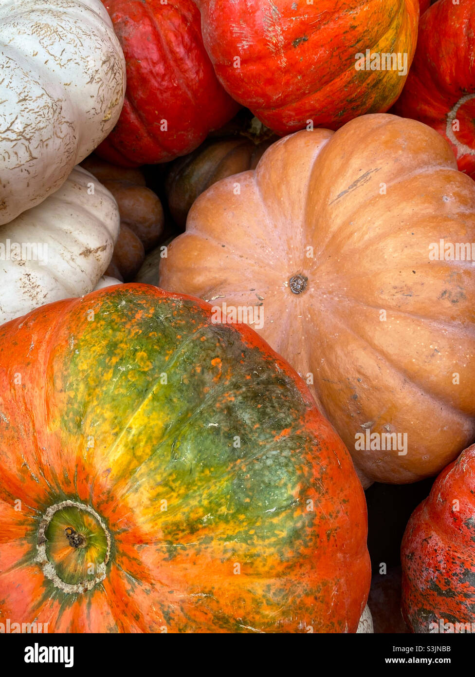Herbst Kürbisse - Smartphone-aufgenommenes Stockfoto
