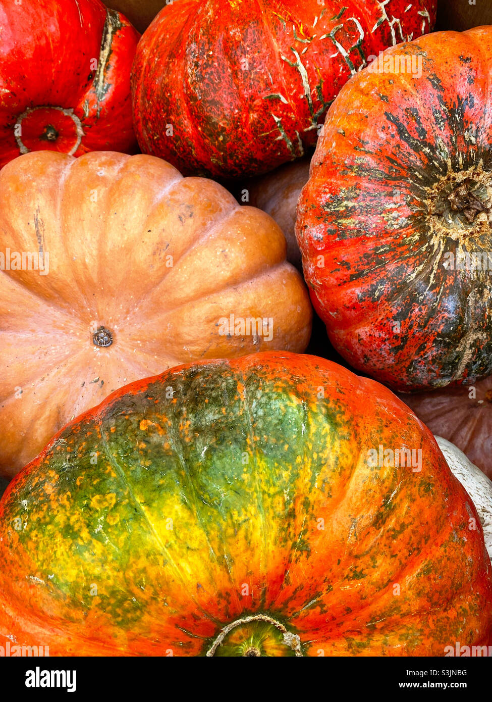 Bunte Herbstkürbisse - Smartphone-aufgenommenes Stockfoto