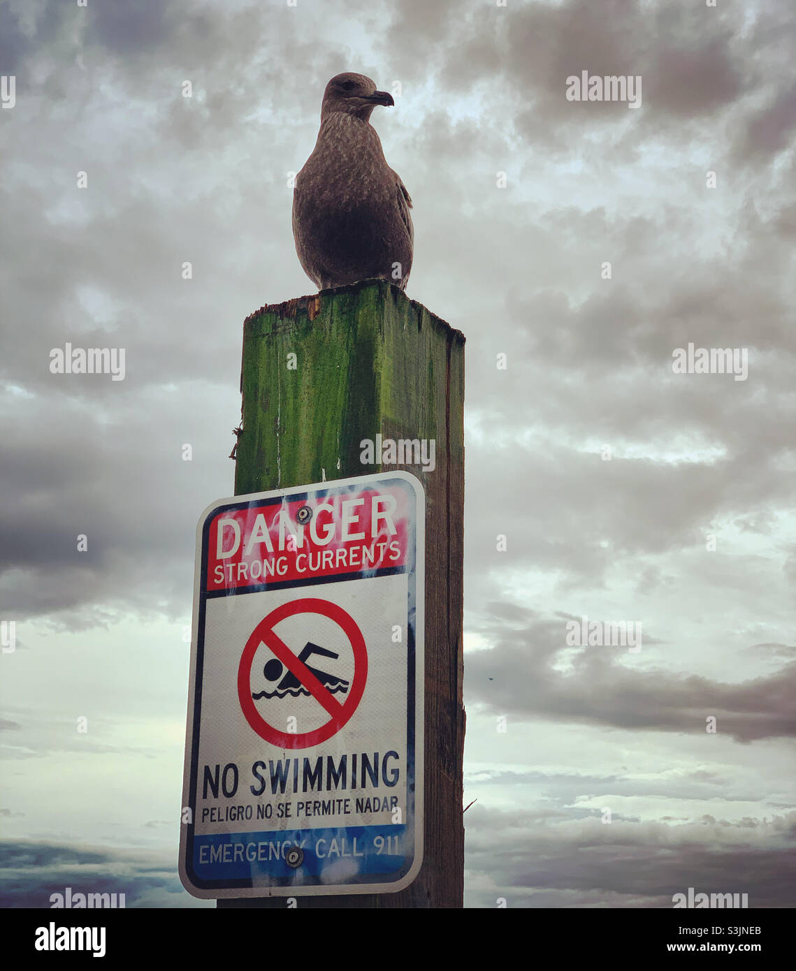 Eine Möwe unter bewölktem Himmel, Atlantic City, New Jersey, USA - Smartphone-aufgenommenes Stockfoto
