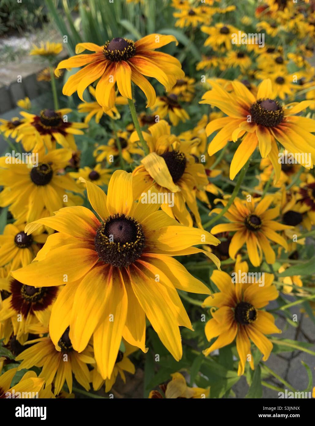 Leuchtend gelbe Rudbeckia Gänseblümchen blüht lebhaft in der warmen Abendsonne Stockfoto