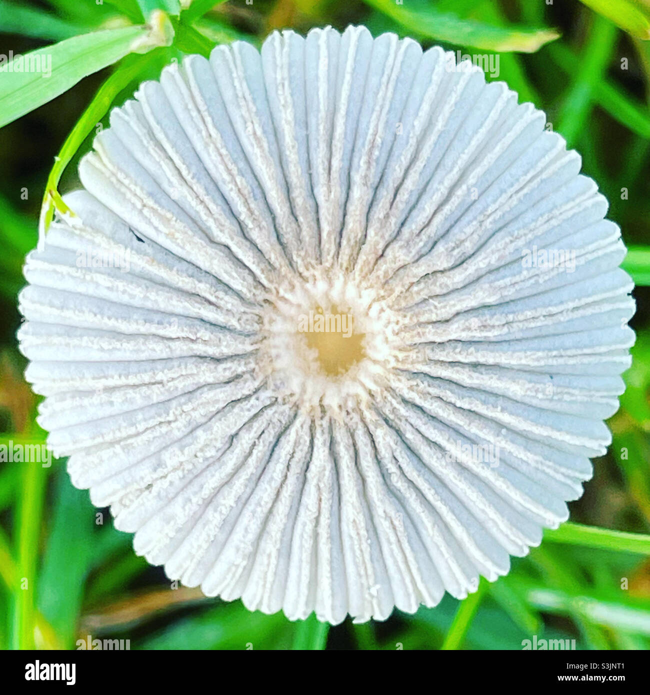 Kleiner Pilz im Gras Stockfoto