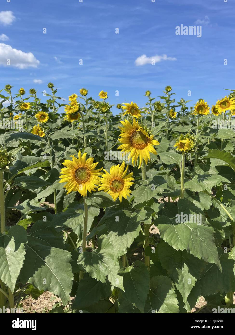Großes Sonnenblumenfeld in voller Blüte Stockfoto