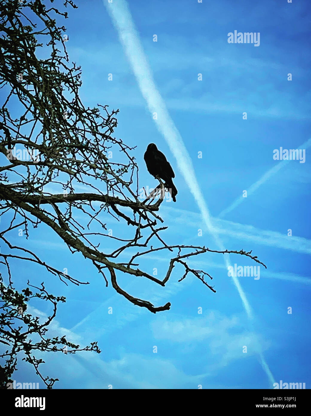 Krähe im Weißdornbaum mit dem kontrainirten Himmel Stockfoto