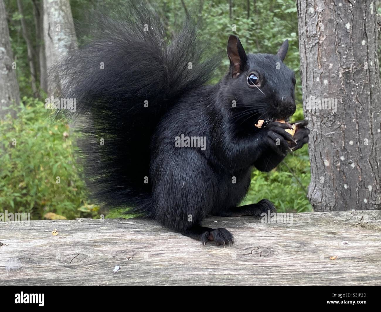 Schwarze Eichhörnchen Essen Nüsse Stockfoto