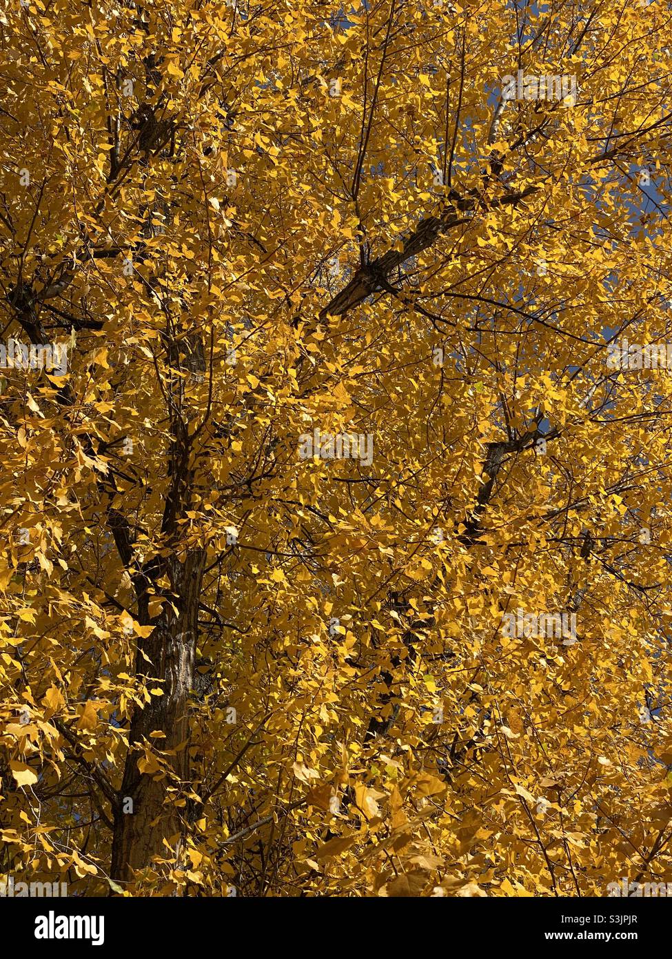 Herbst Farben Stockfoto