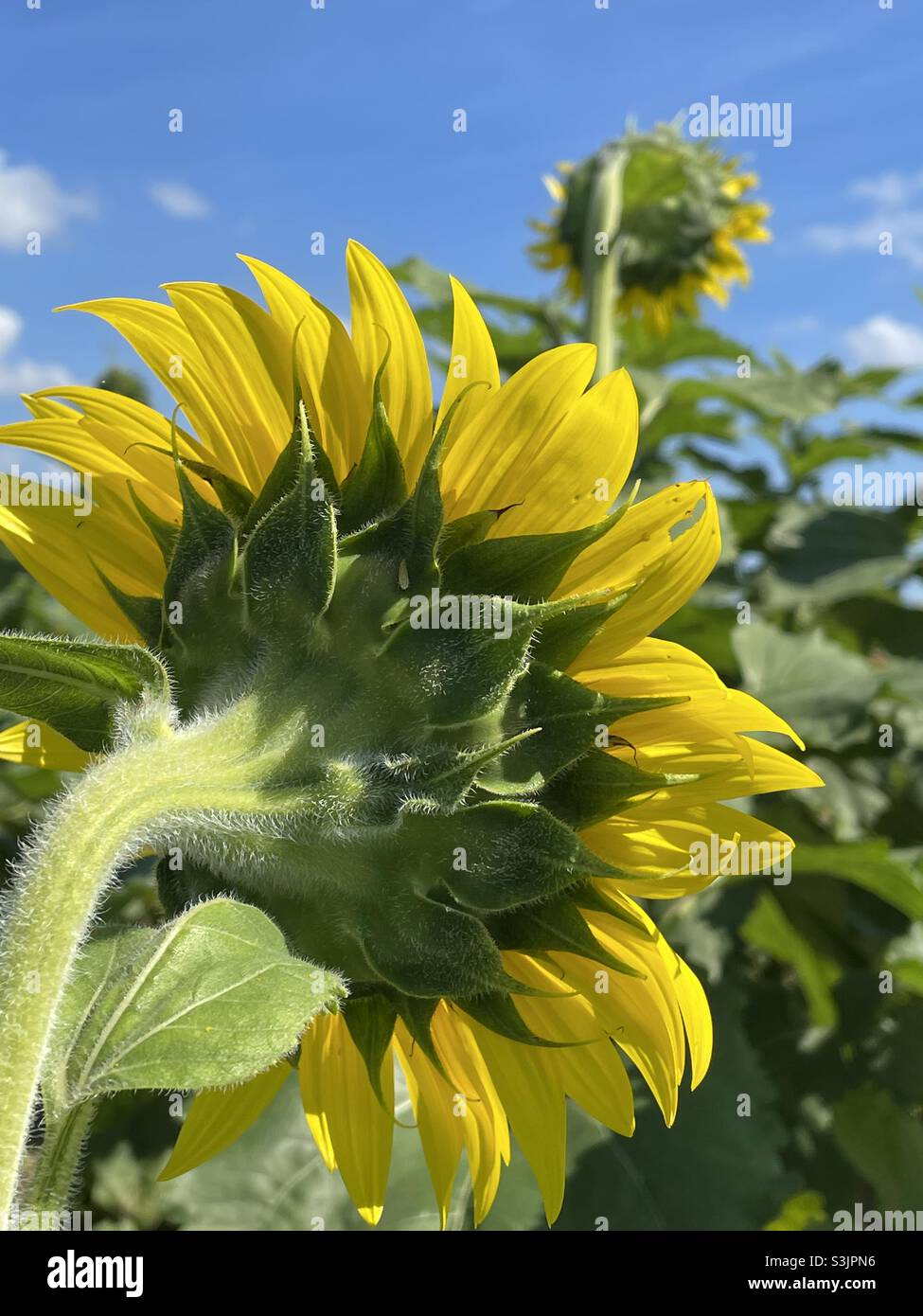 Nahaufnahme der Rückseite einer Sonnenblume Stockfoto