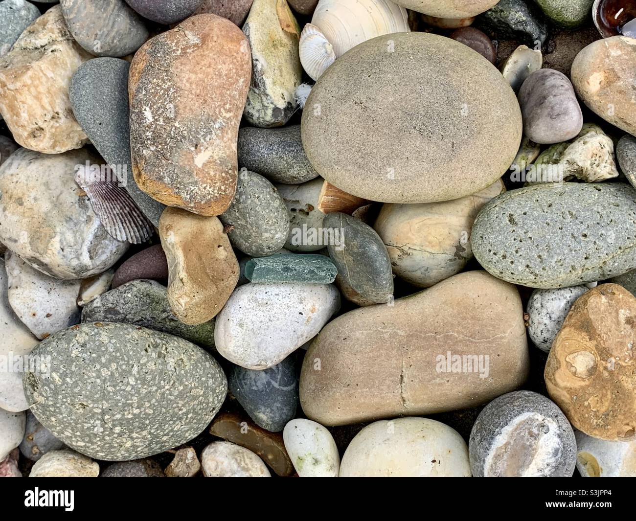 Verschiedene Formen und Größen von Kieselsteinen und Steinen und Muscheln am Strand Stockfoto