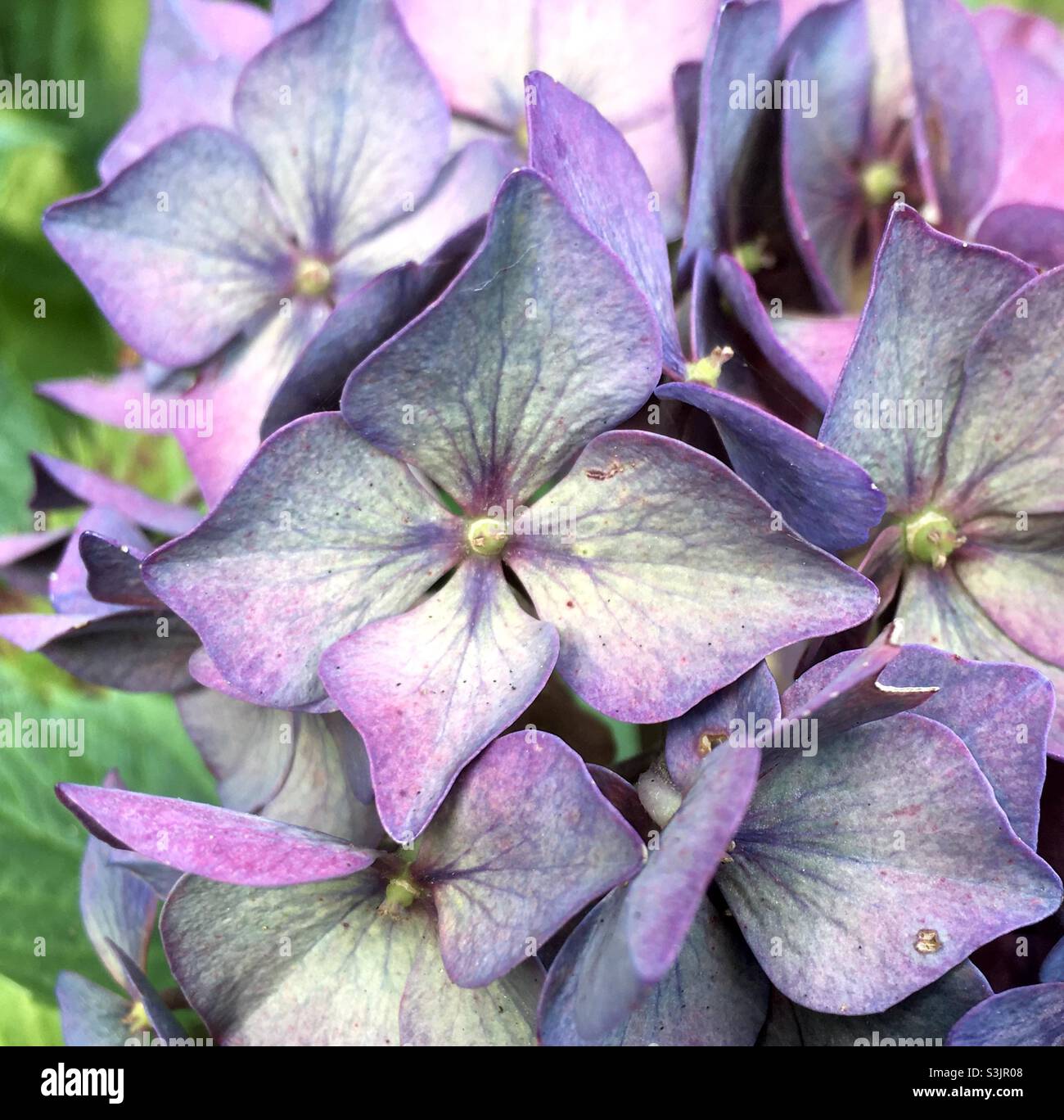 Blumen, lila, Schönheit, Herbstfarben, grün, Freude Stockfoto