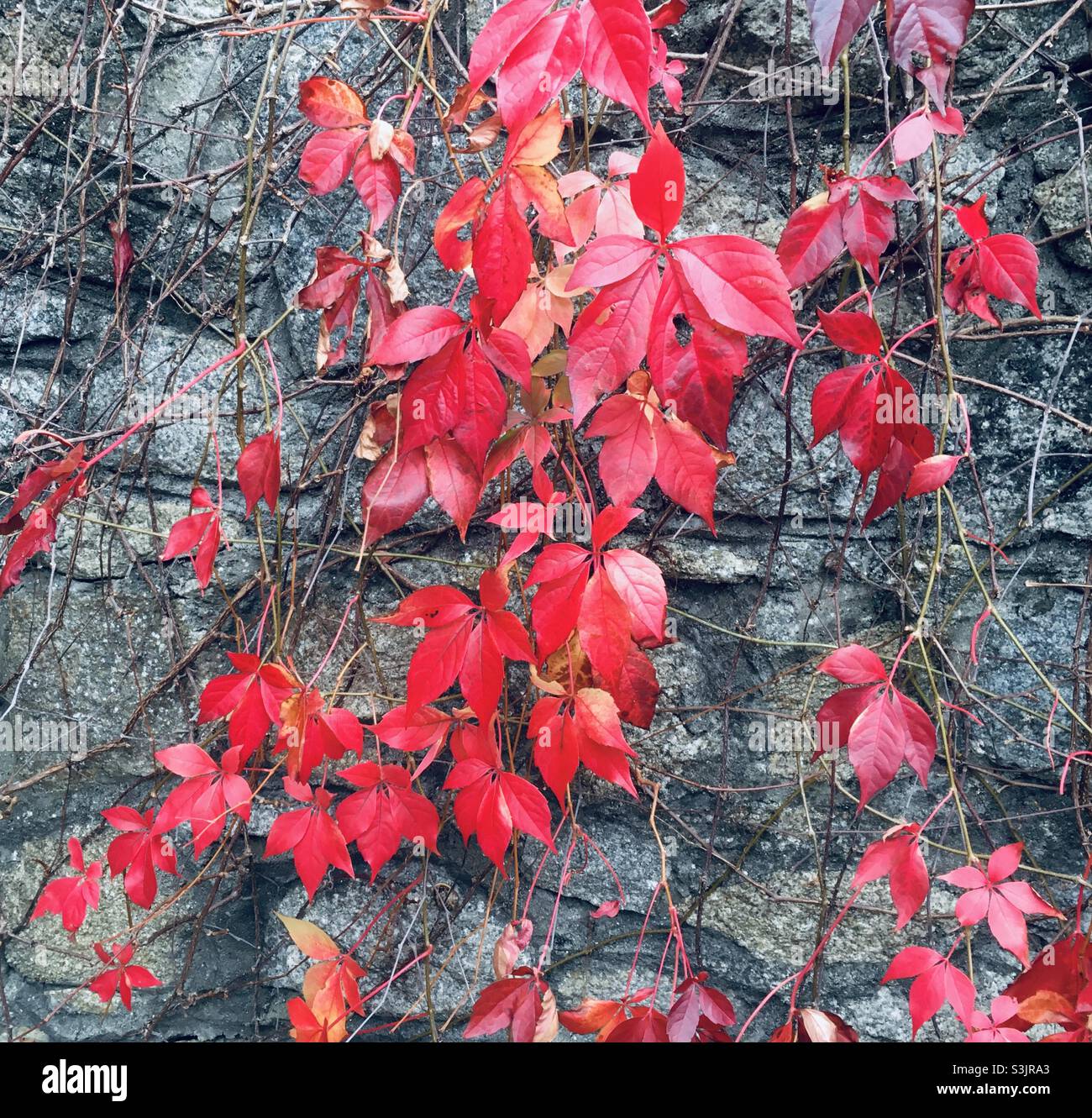 Natur, abstrakte Naturkunst, Blätter, rot, scharlachrot, Schönheit Stockfoto