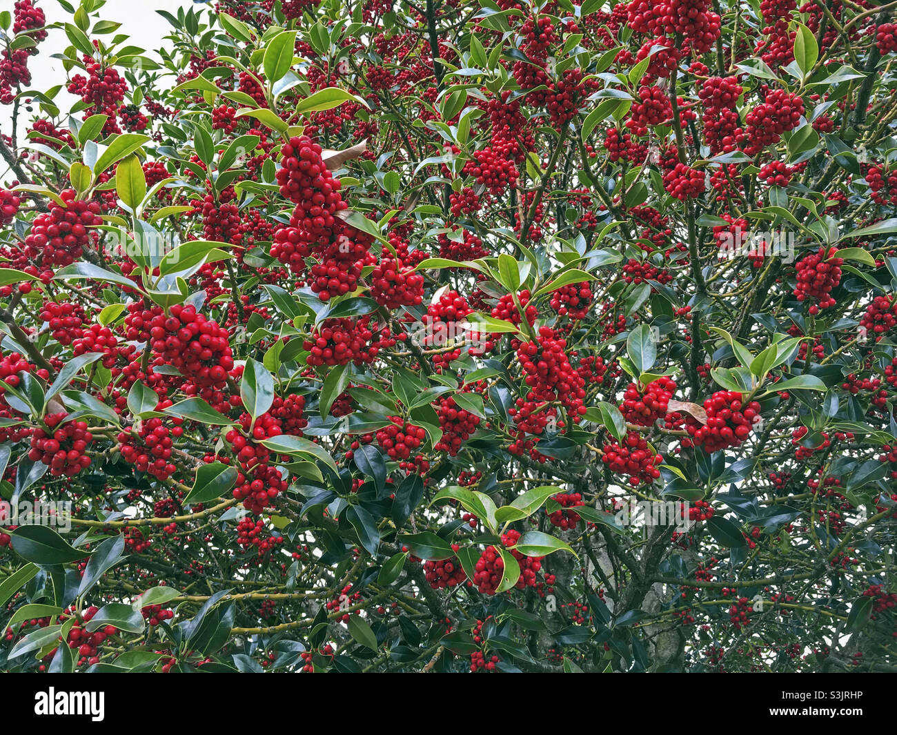 Beeren auf einem Stechpalme im Süden Englands - Smartphone-aufgenommenes Stockfoto