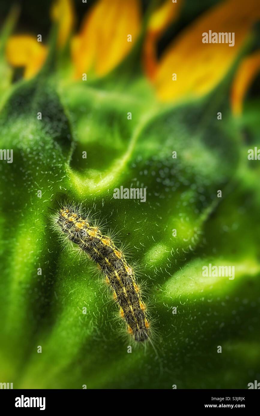 Pelzige Raupe auf der Rückseite einer Sonnenblume Stockfoto