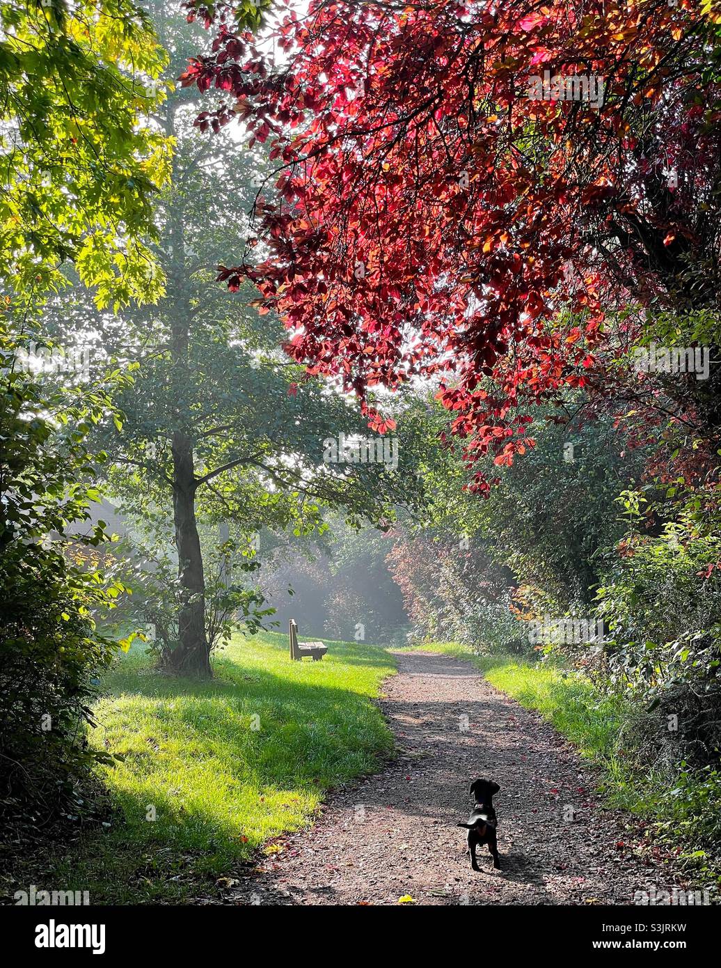 Herbst im park Stockfoto