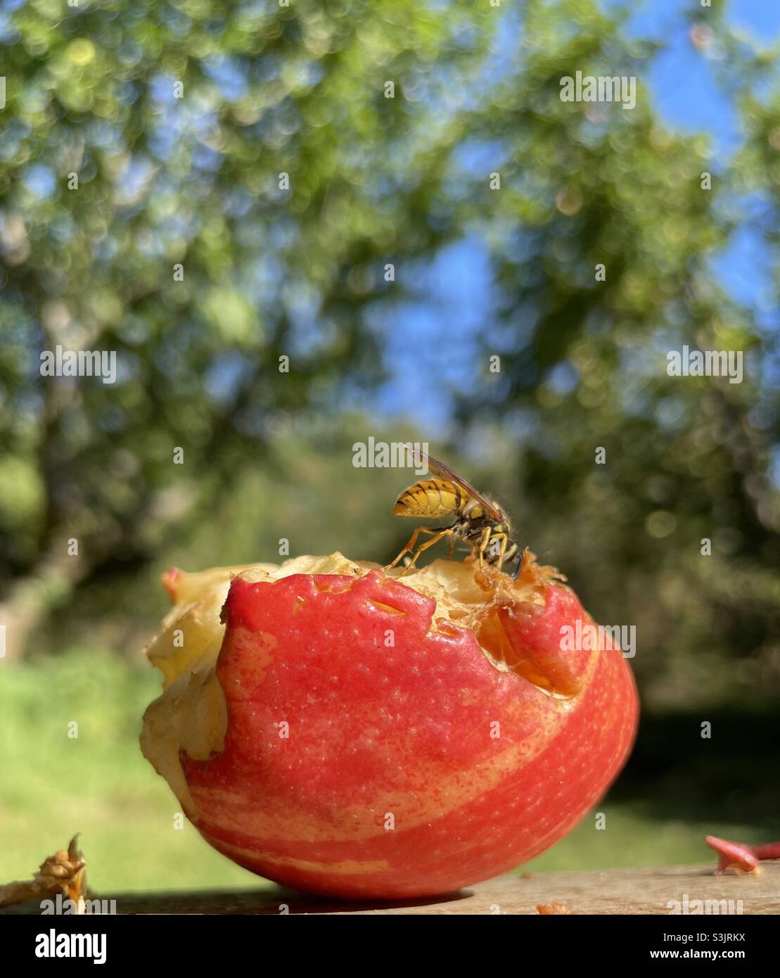 Wespe aß Apfel Stockfoto