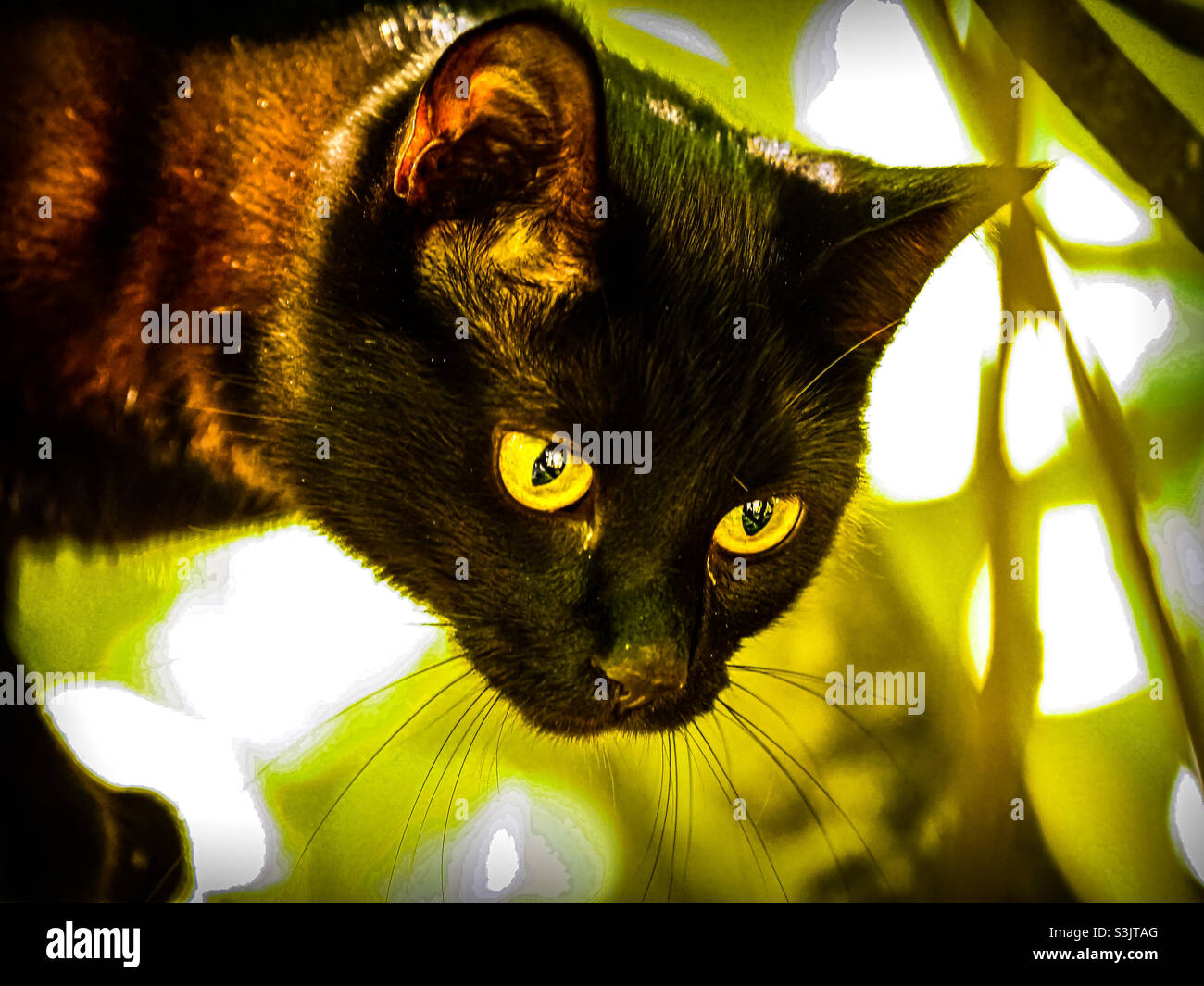 Schwarze Katze, die von ihrem Barsch im Feigenbaum auf ihre Beute herabgucken kann Stockfoto