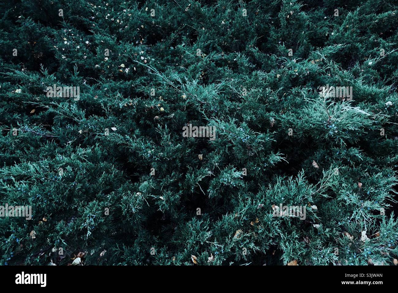 Minimalismus im Wald Stockfoto