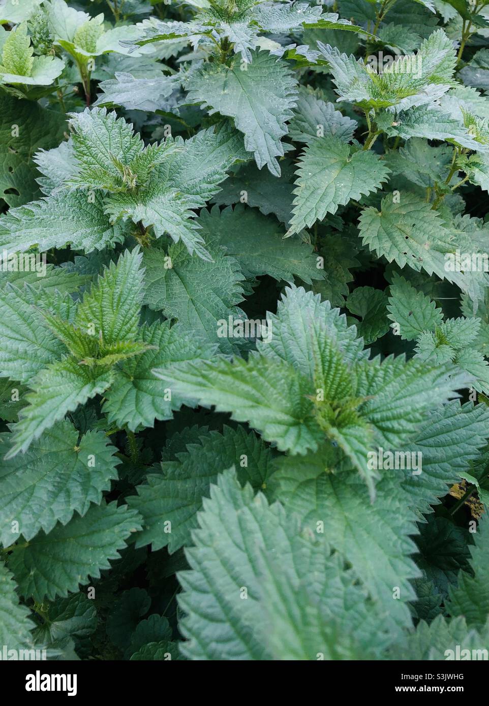 Frische Brennnesseln - Smartphone-aufgenommenes Stockfoto