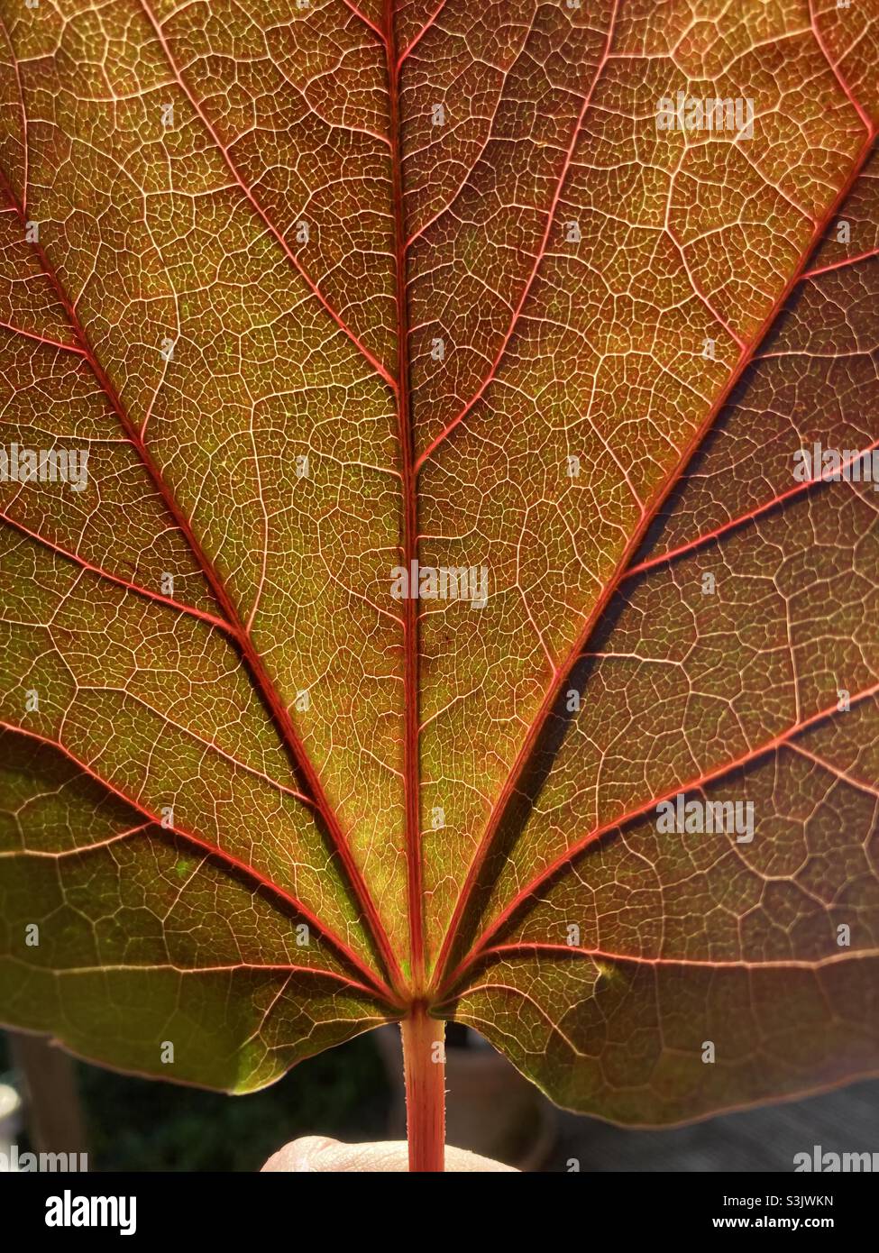 Rote Weinblätter im Herbst schließen mit Adern Stockfoto