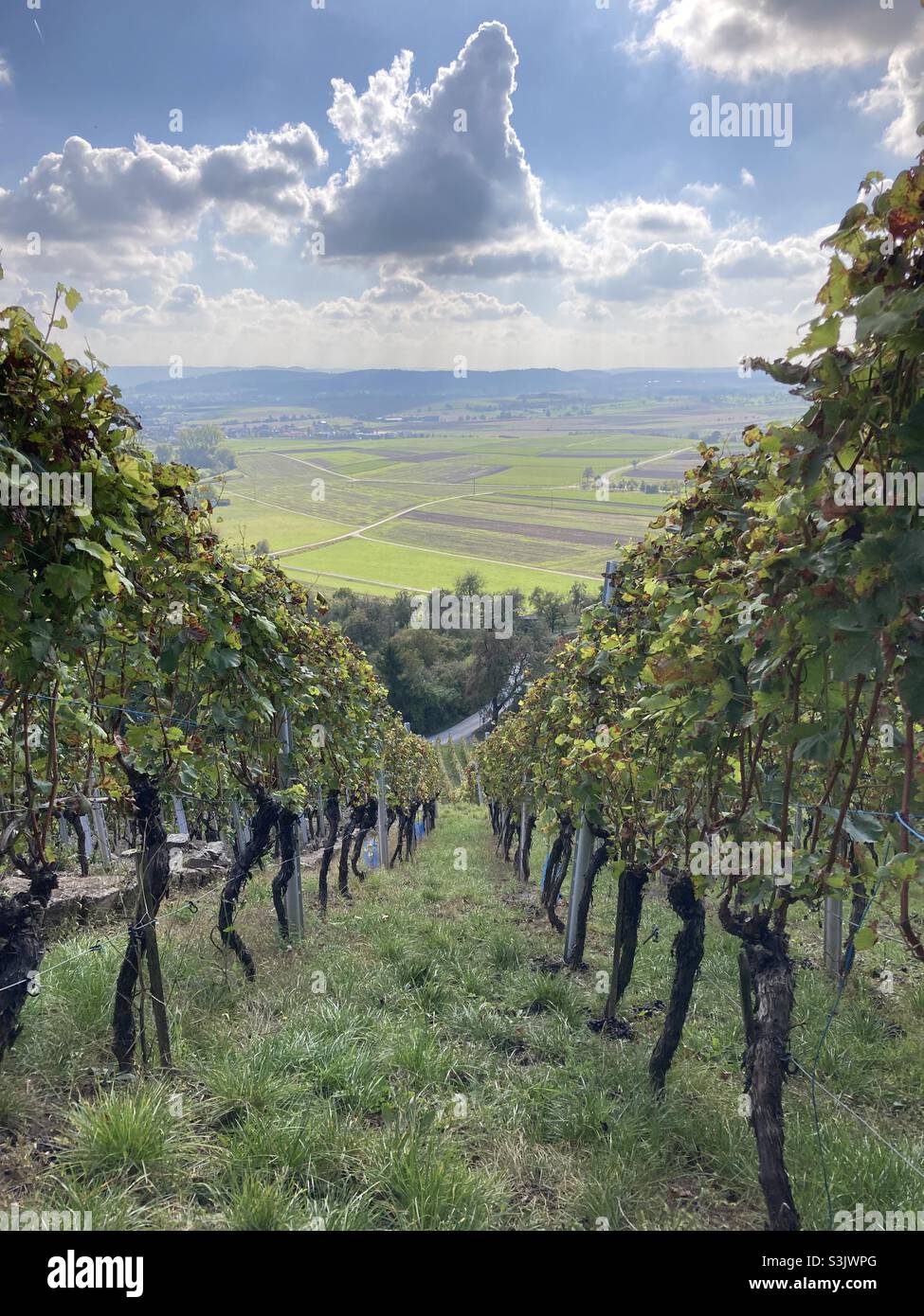 Weinberg in landschaftlich reizvoller hügeliger Landschaft in Süddeutschland Stockfoto