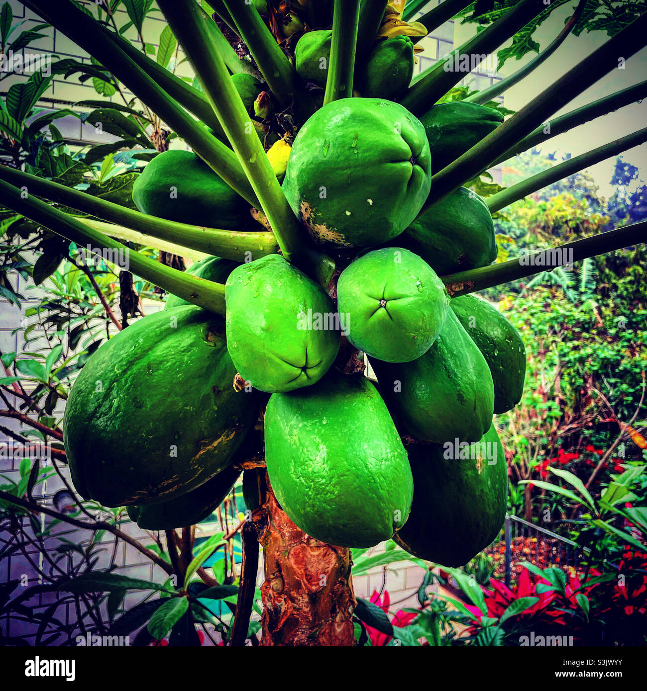 Klicken Sie auf grüne Guava-Früchte, die noch im Baum sind - Smartphone-aufgenommenes Stockfoto