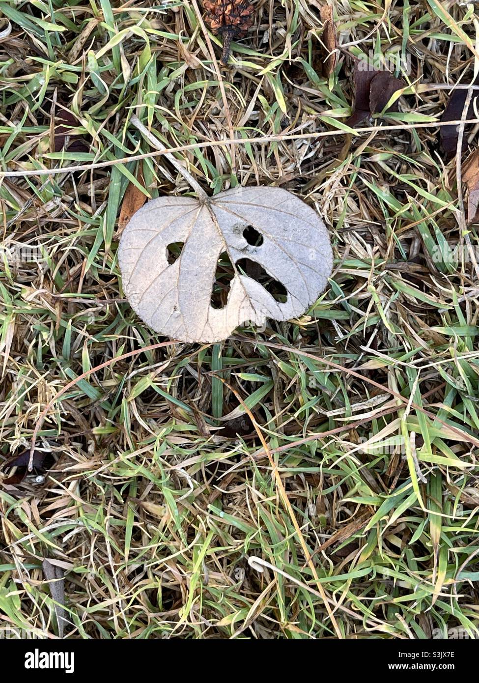 Stirnrunzeln auf einem heruntergefallenen Blatt, das im Gras liegt Stockfoto