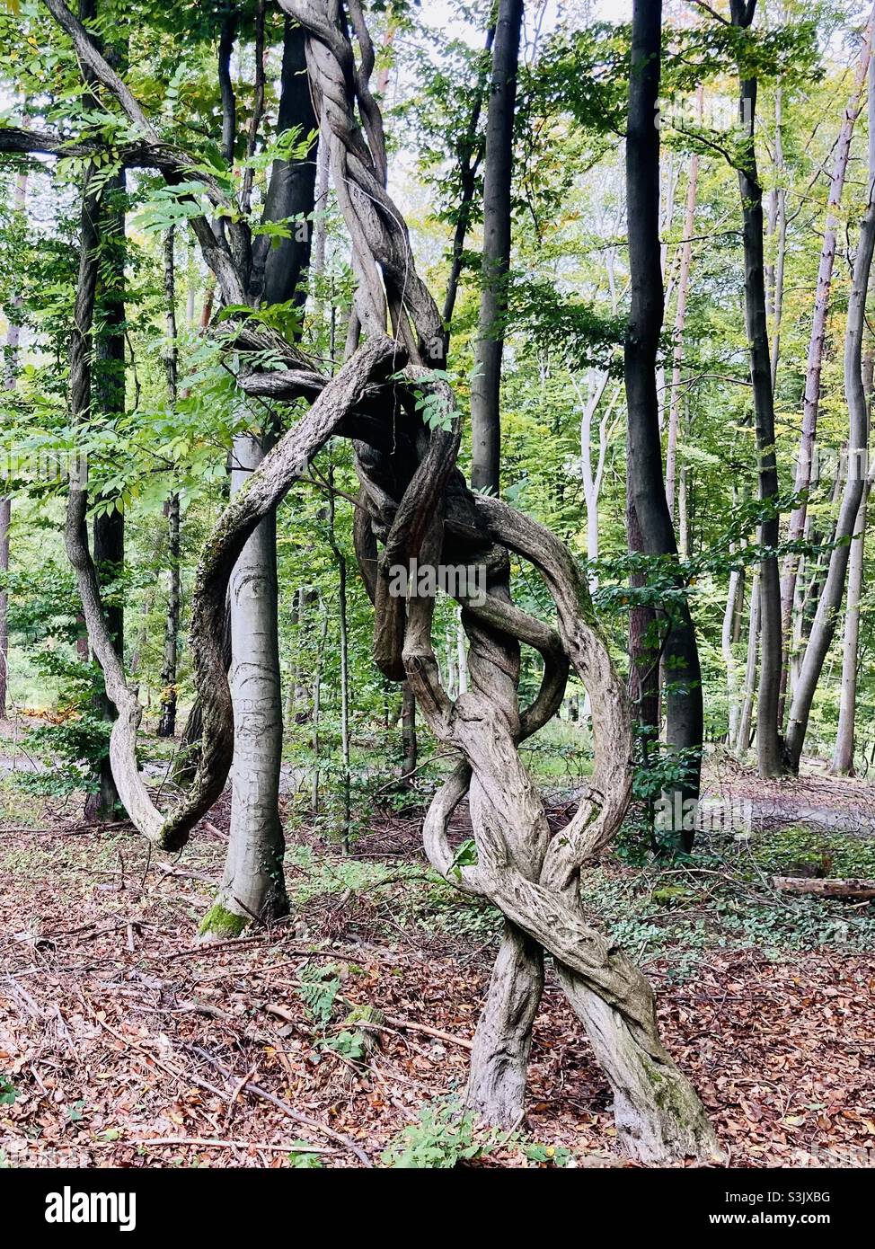 Im Wald ist der Stamm eines Baumes mit verdrehten Ästen umwickelt - Smartphone-aufgenommenes Stockfoto
