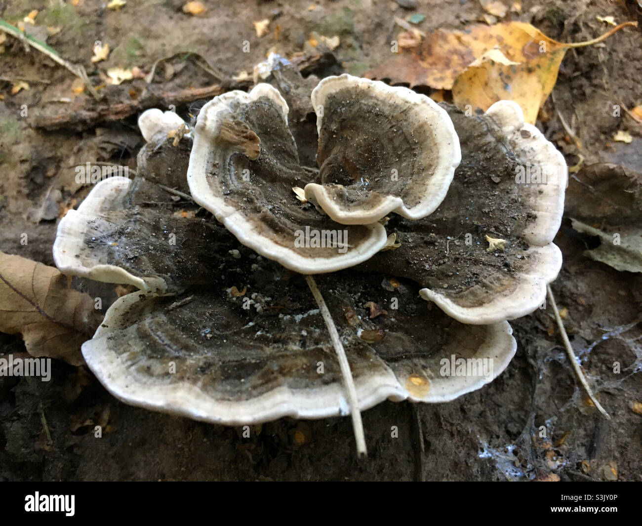 Pilz Stockfoto