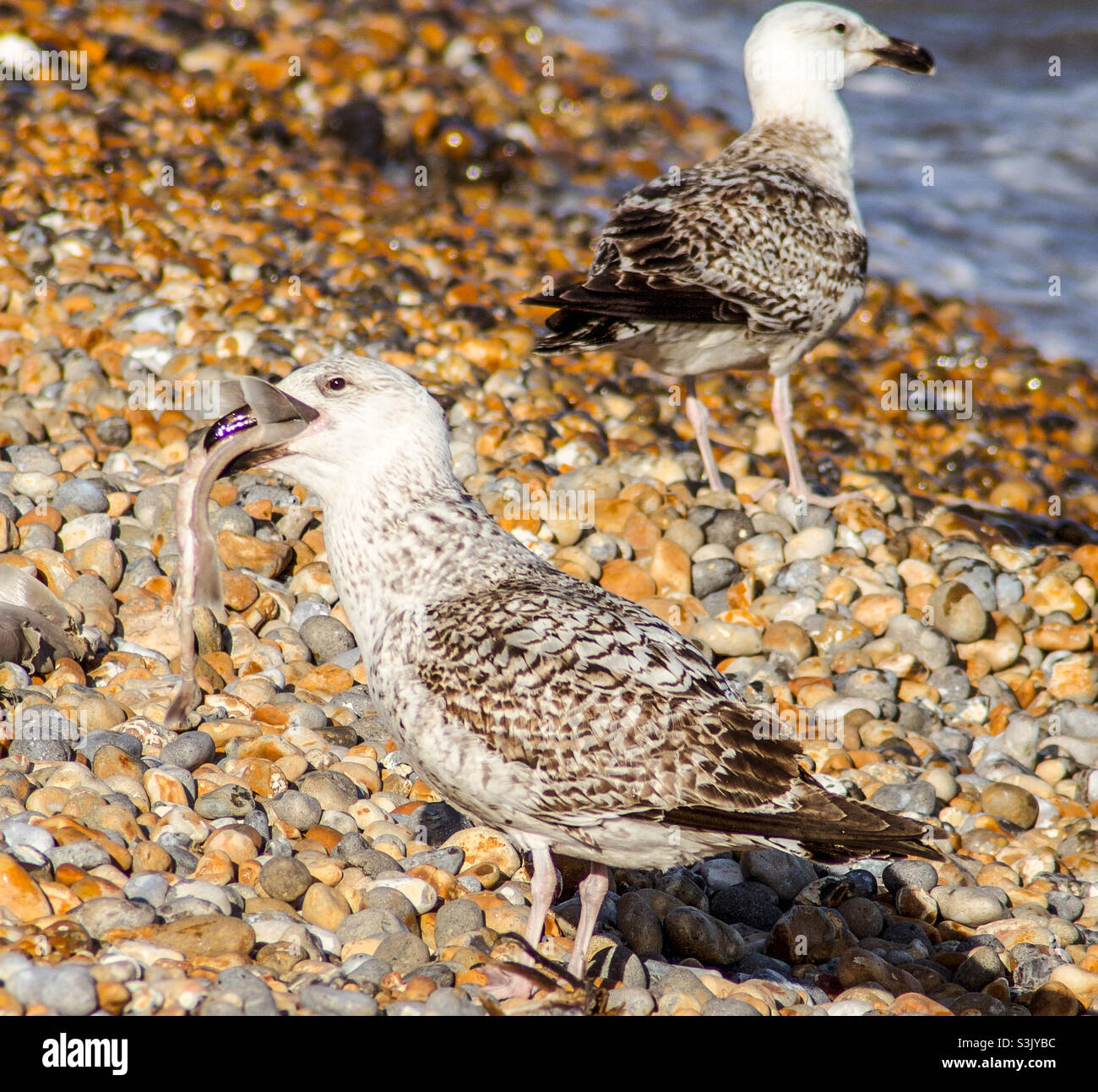 2 junge Möwen, die am Fischerstrand in Hastings, Großbritannien, den linken Überfang genießen - Smartphone-aufgenommenes Stockfoto