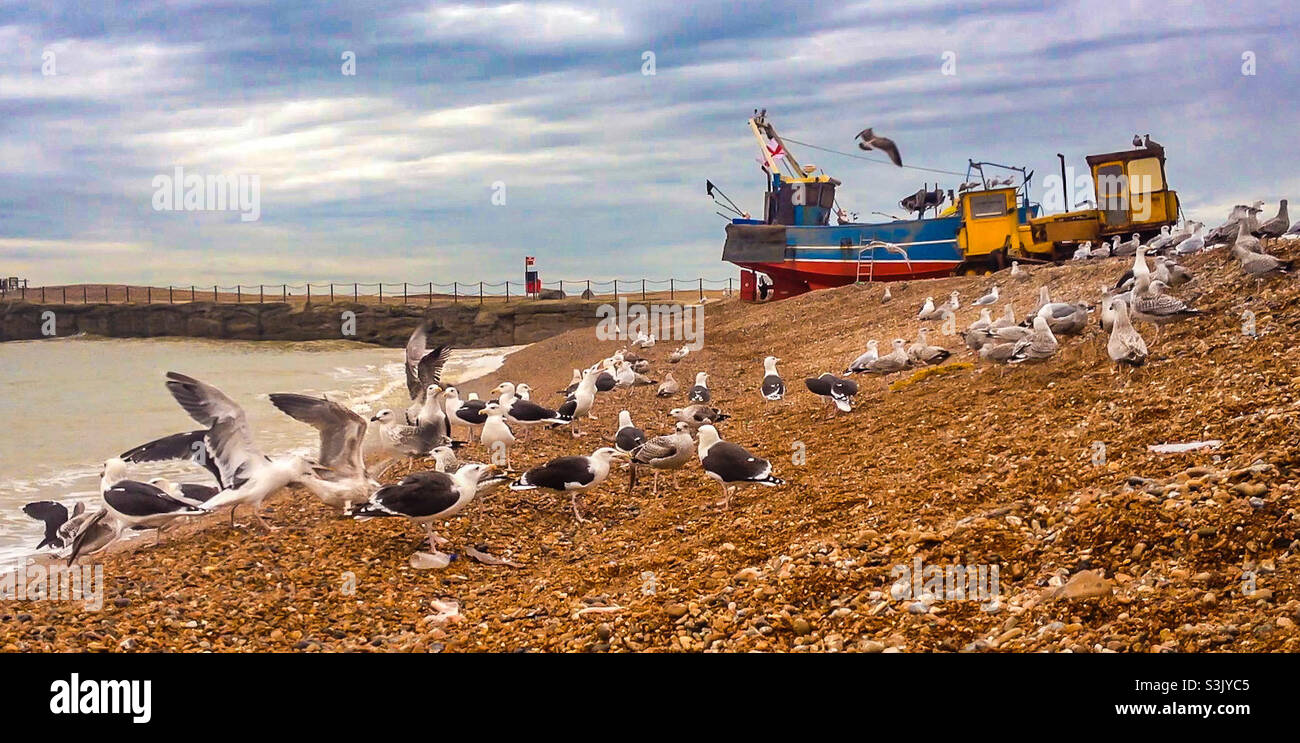 Ein Fressrausch von Möwen an einem steinigen Strand vor einem Fischerboot und Hafenarm - Smartphone-aufgenommenes Stockfoto