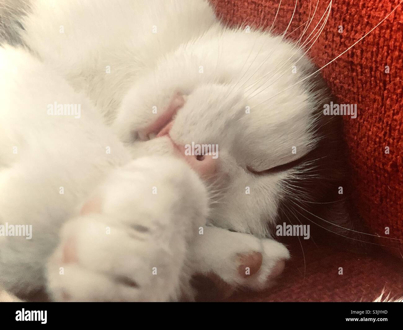Katze schläft auf dem Sofa mit geöffnetem Mund und halb ausgeklappten Zungen - Smartphone-aufgenommenes Stockfoto