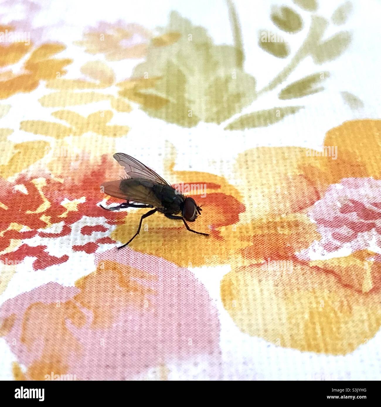 Fliegen Sie auf dem Tisch blühende Stoffblume Stockfoto
