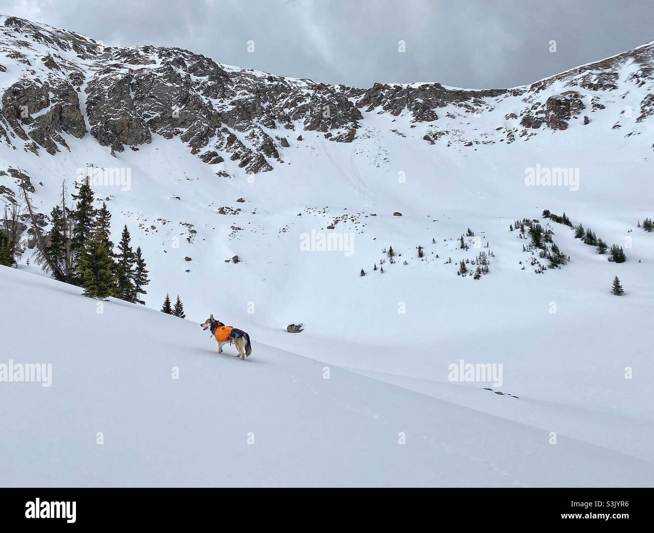 Wandern Sie in der Never Summer Wilderness in den Rocky Mountains, nahe Walden, Colorado, an einem Frühlingstag mit einem Husky auf dem Bergrücken, der einen orangefarbenen Ruffwear-Rucksack trägt - Smartphone-aufgenommenes Stockfoto