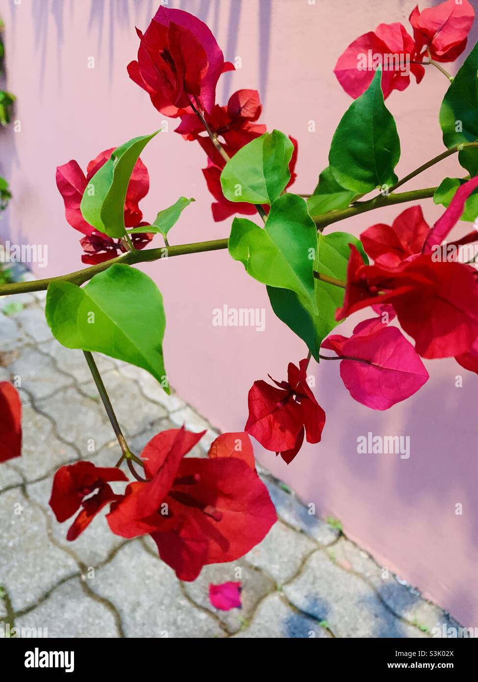 Rosafarbene Blume gegen rosafarbene Wand in Griechenland Stockfoto
