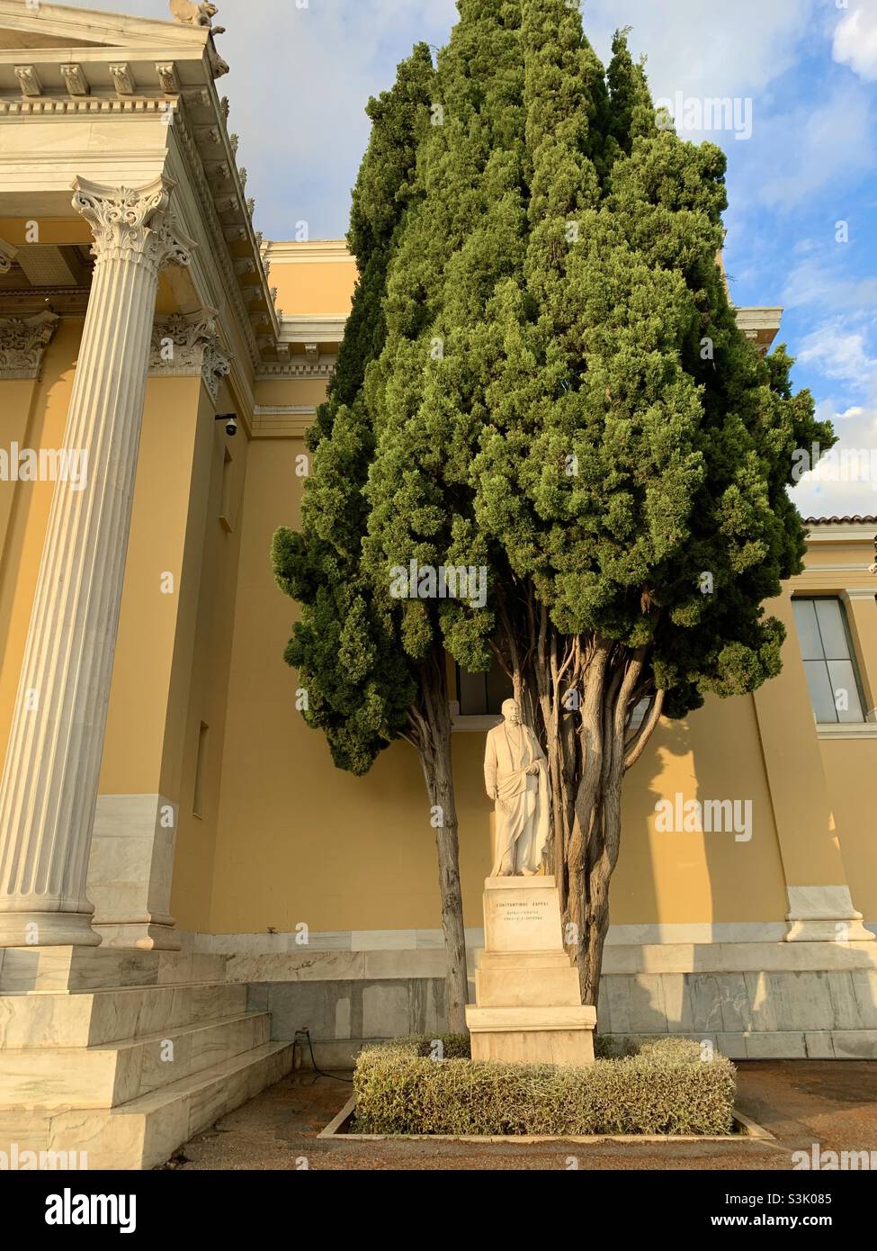 Zypressenbaum im Schein des Sonnenuntergangs in Athen in den zappeion-Gärten - Smartphone-aufgenommenes Stockfoto
