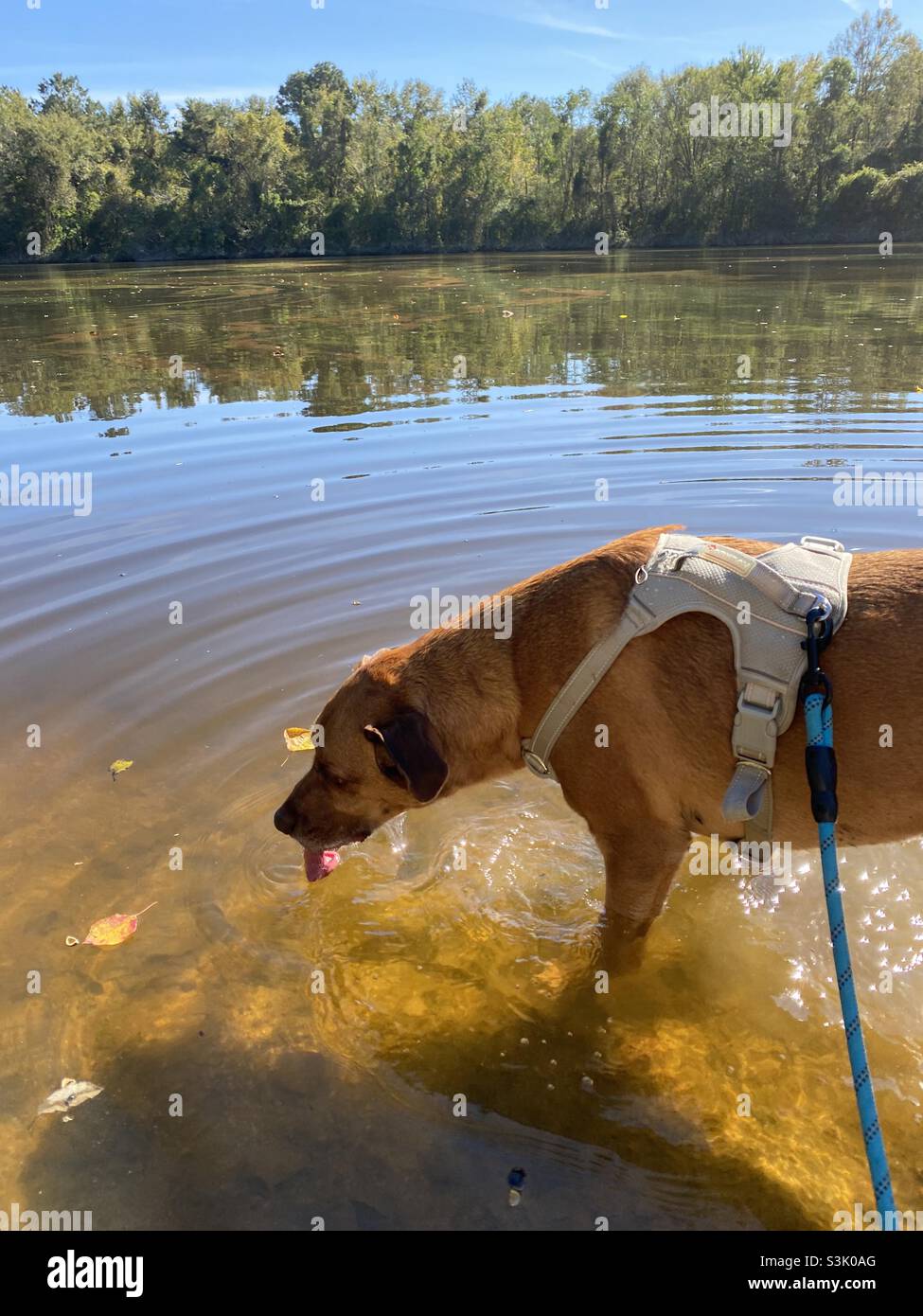 Trinkend g Fotos und Bildmaterial in hoher Auflösung Alamy