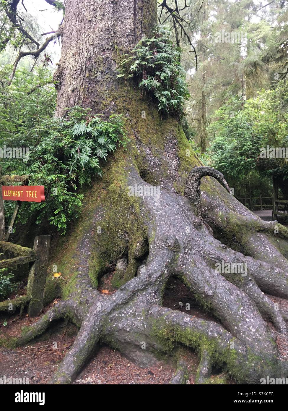 Trees of Mystery Klamath California Stockfoto