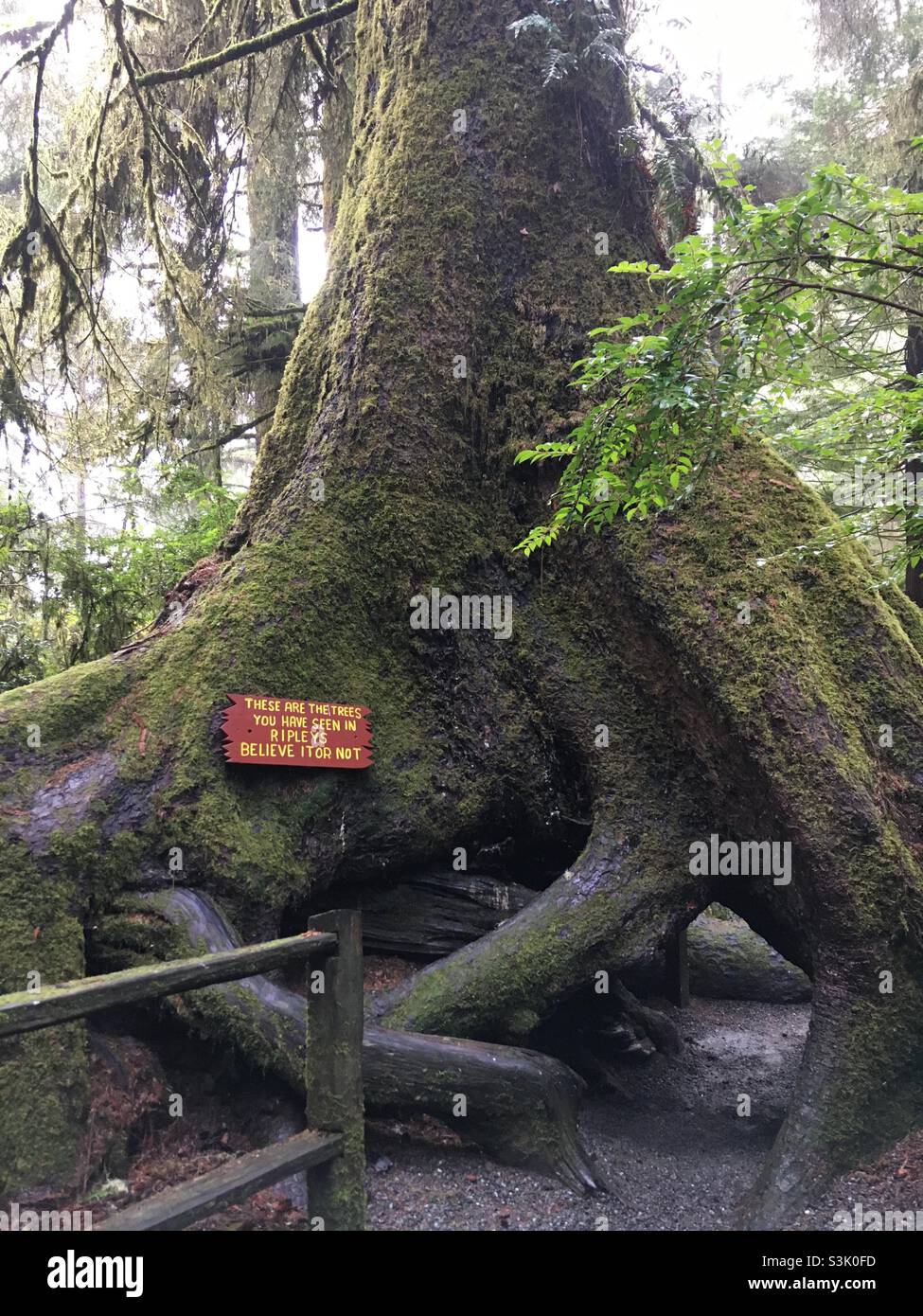 Ripleys Glauben Sie es oder nicht Baumbäume des Mystery Klamath California Stockfoto