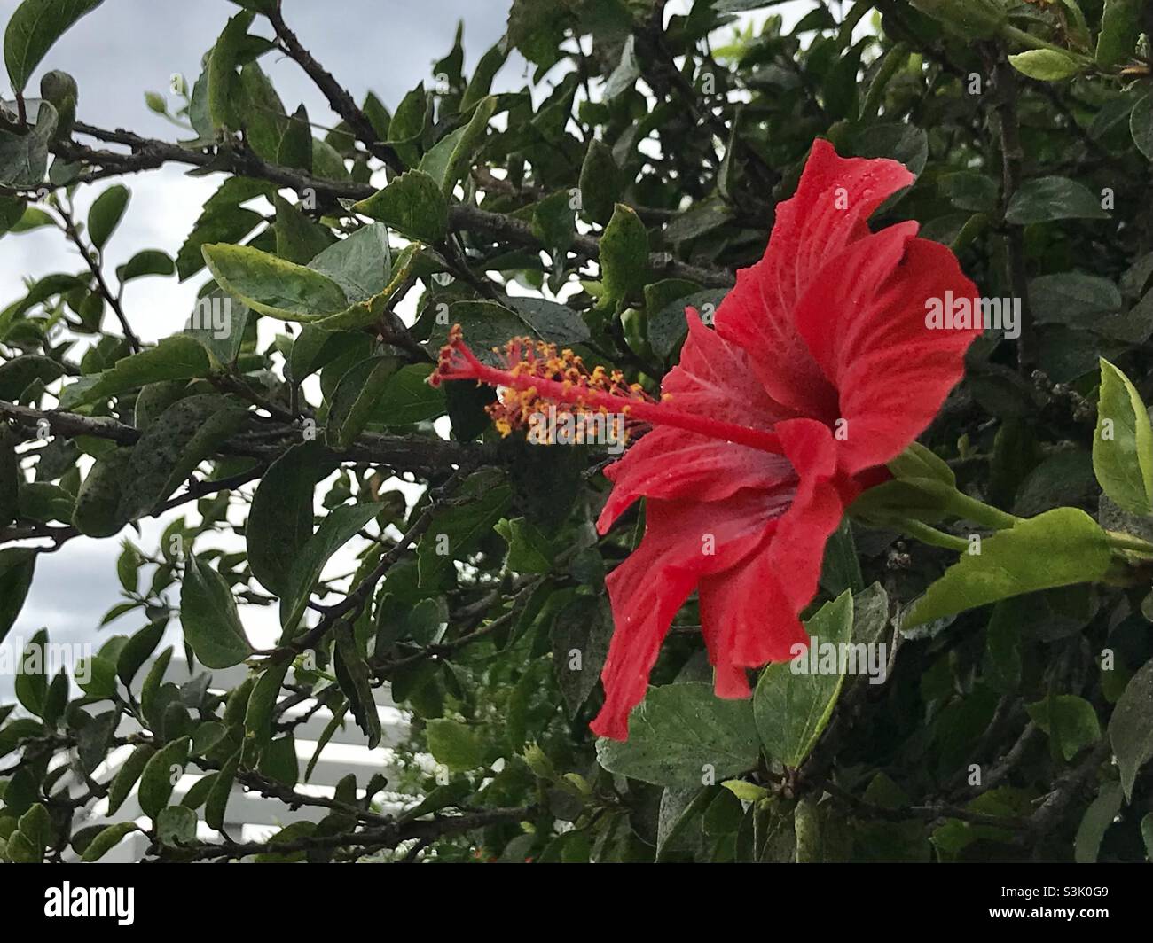 Roten Hibiskusblüte Stockfoto