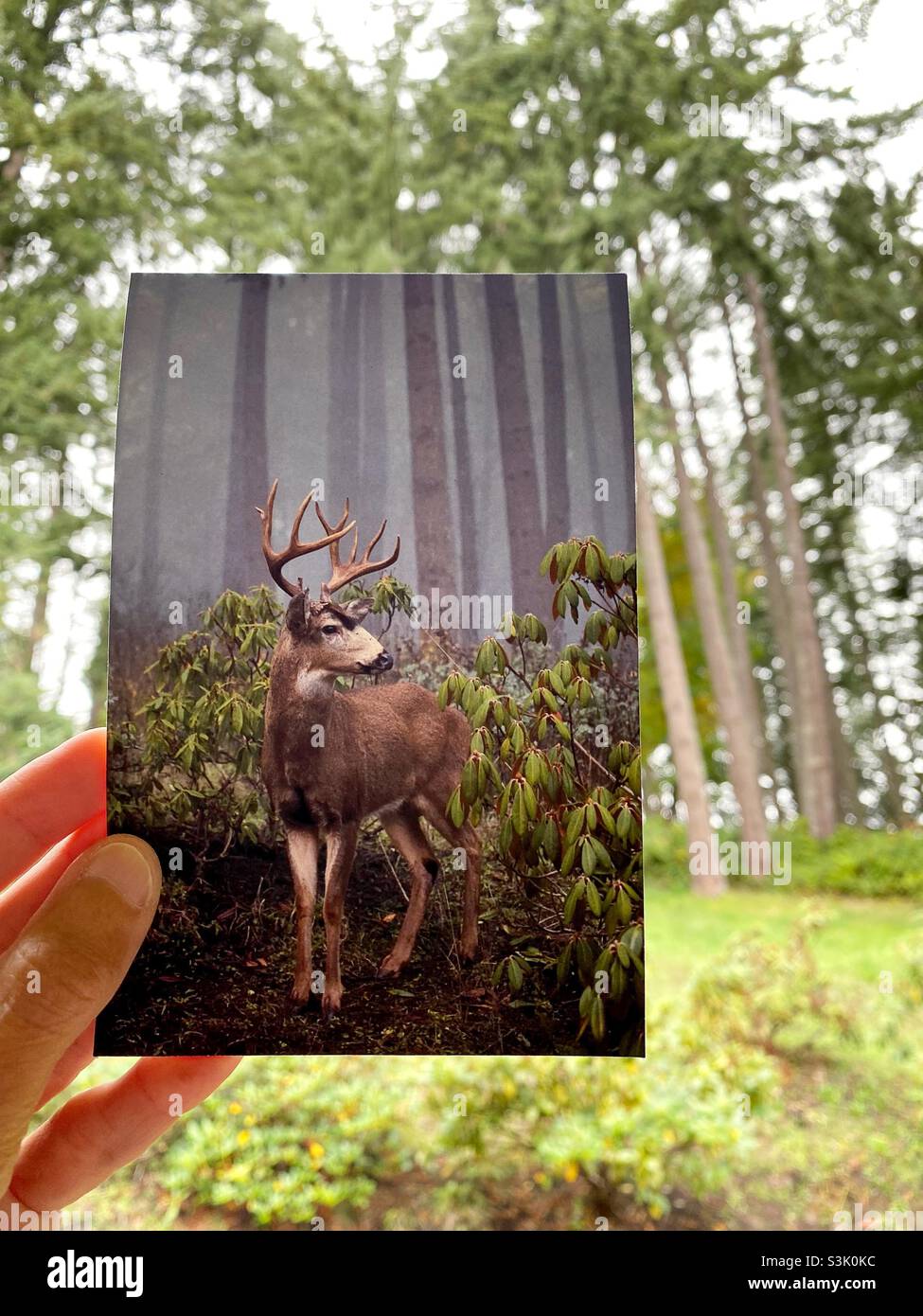 Eine Hand, die ein Foto eines großen Bocks mit einem Wald hinter sich hält. Stockfoto