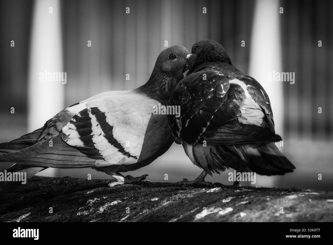 Küssende Vögel Stockfoto