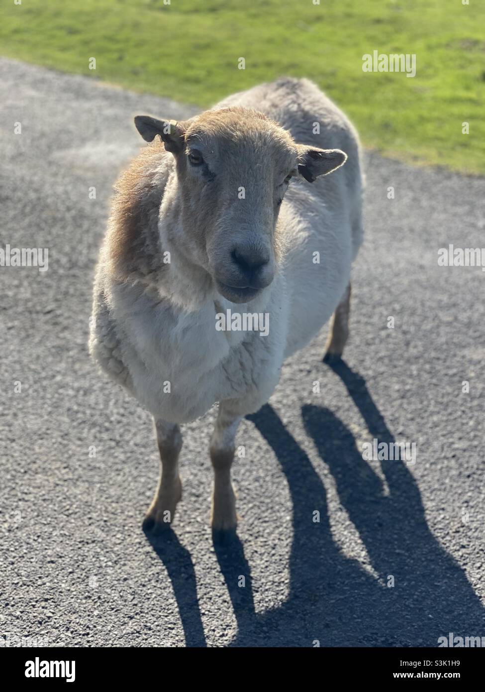 Wilde walisische Schafe Stockfoto