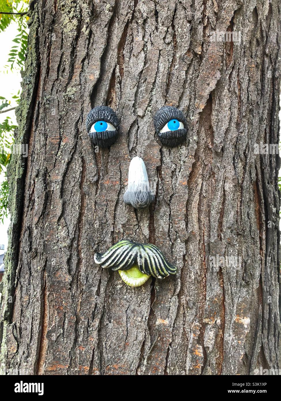 Ein Baumstamm mit einem Gesicht. Stockfoto