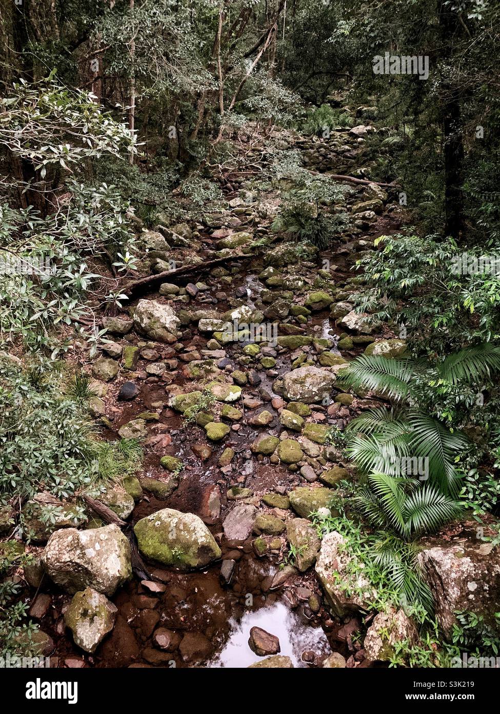 Rocky Creek am Cooloola in Conservation Park - Kiamba Rd. Abschnitt mit dem felsigen Bachbett, langsam fließendem Wasser und den Regenwald-Palmen. Stockfoto