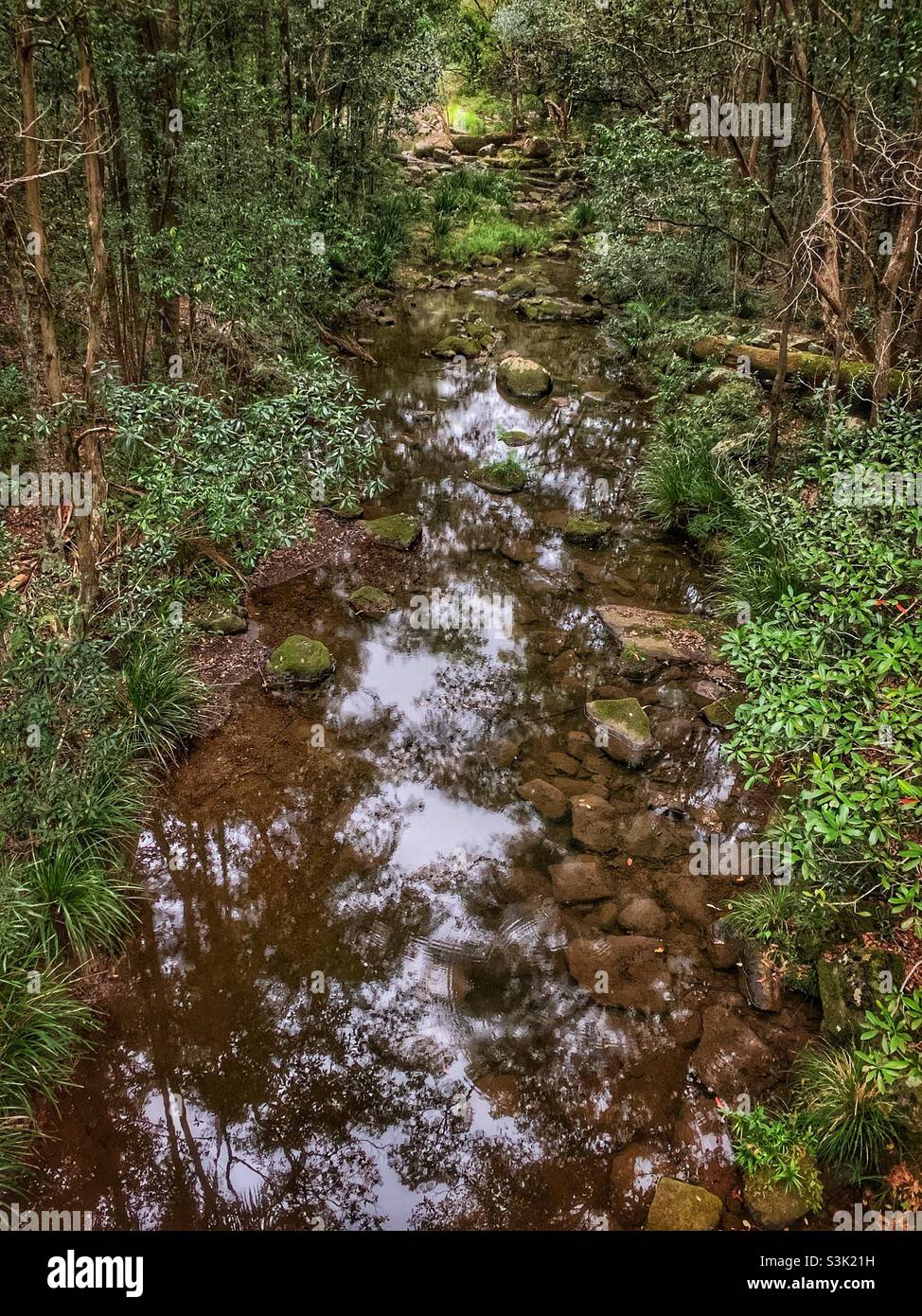 Regenwaldreflexionen auf den stillen Gewässern des Rocky Creek im Cooloolabin Conservation Park, Kiamba, Queensland, Australien. Stockfoto