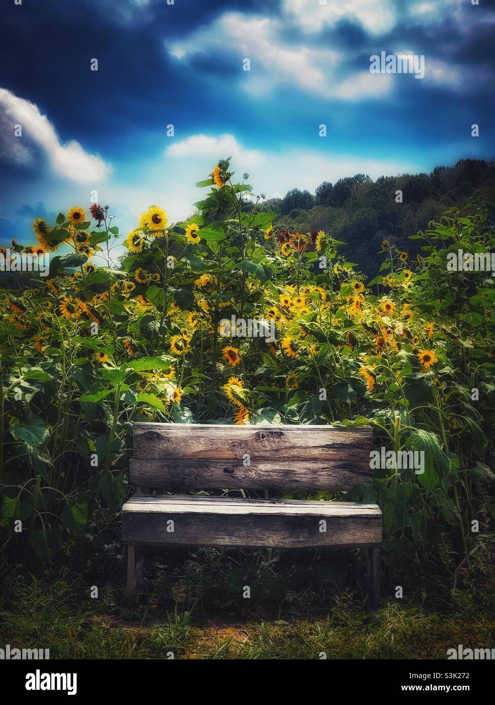 Rustikale Holzbank am Rande eines Feldes von Sonnenblumen - Smartphone-aufgenommenes Stockfoto
