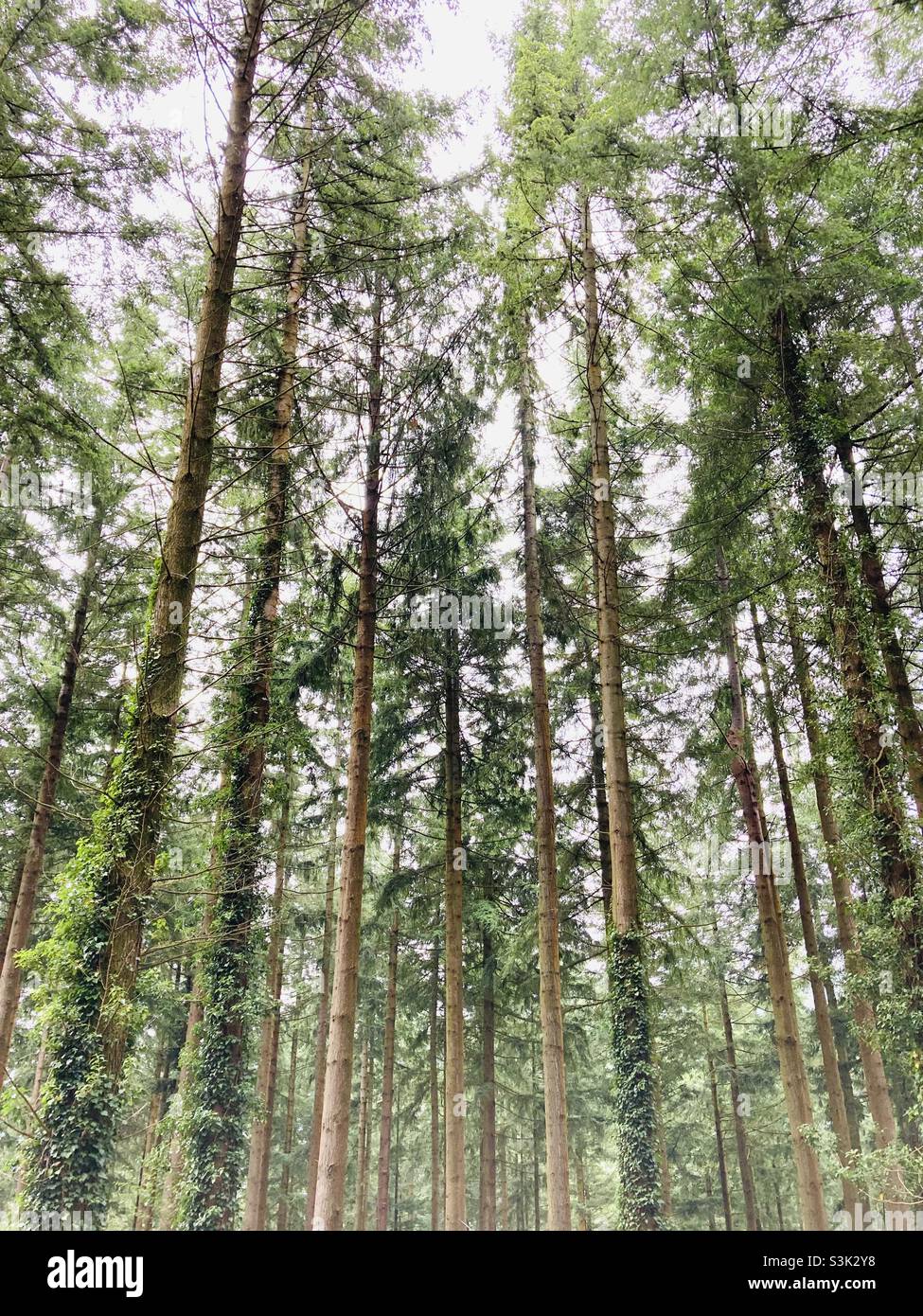 Dichten Wald Stockfoto