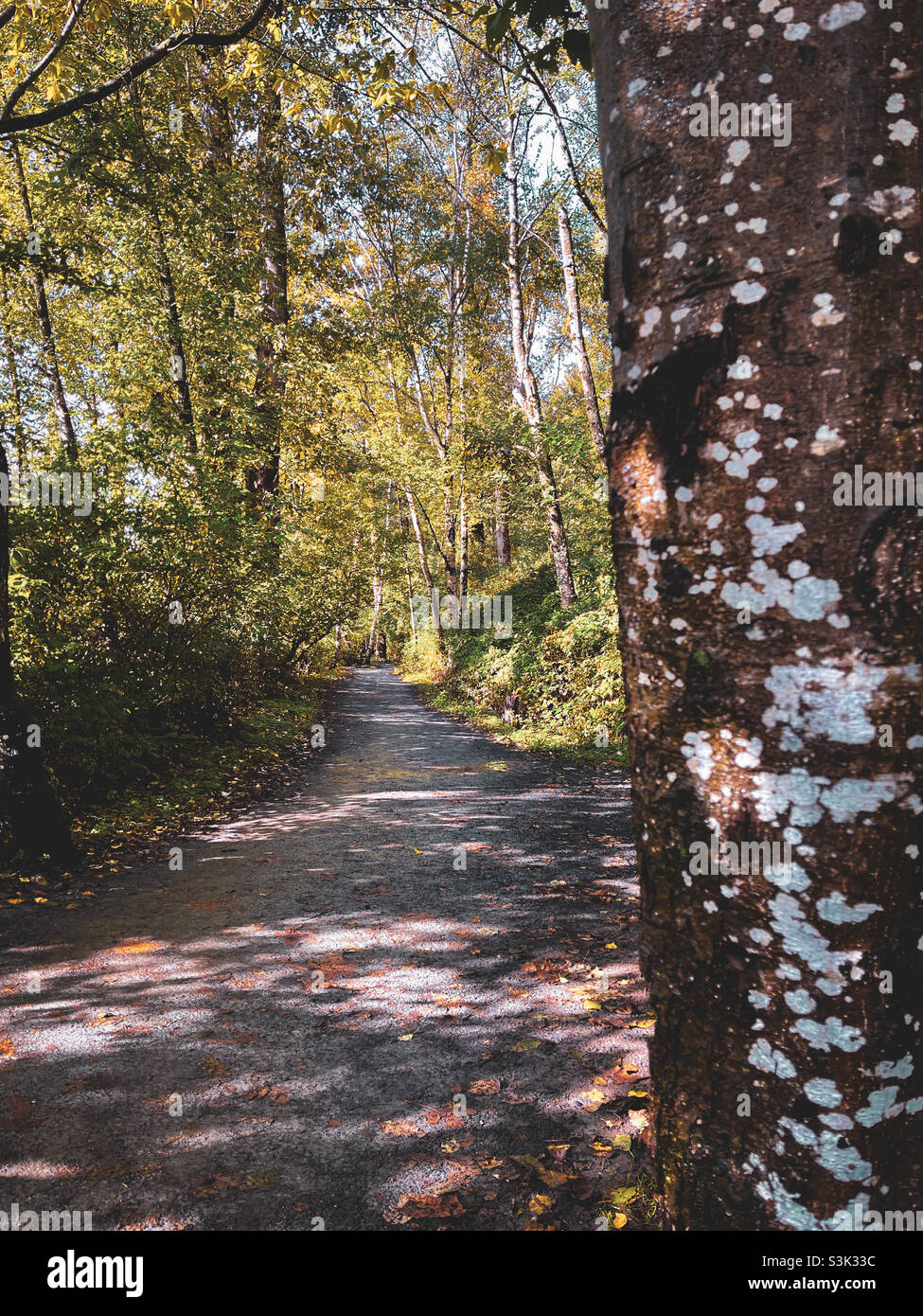 Herbstlicher Waldweg Stockfoto